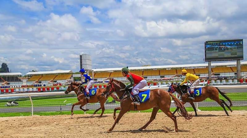 Cá Cược Đua Ngựa 1 Giải thích các tỷ lệ cá cược trong Đua Ngựa